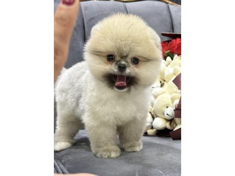Orange pomeranian boo