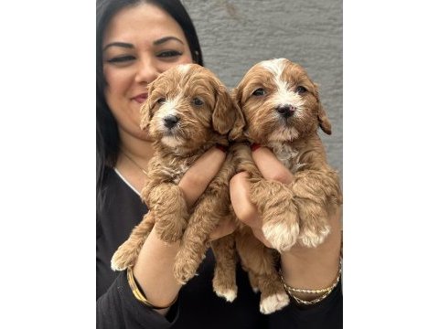 Safkan maltipoo yavrularım
