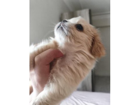 Çok tatlı pekinez yavru köpeğimiz