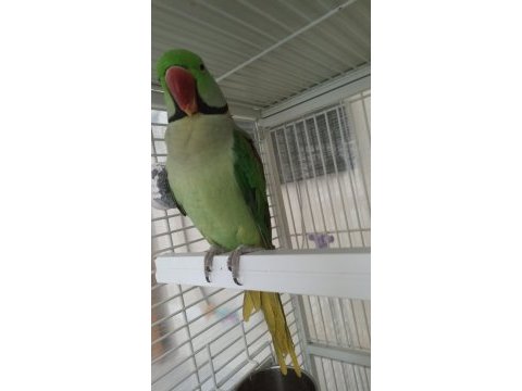 Full evcil erkek alexander