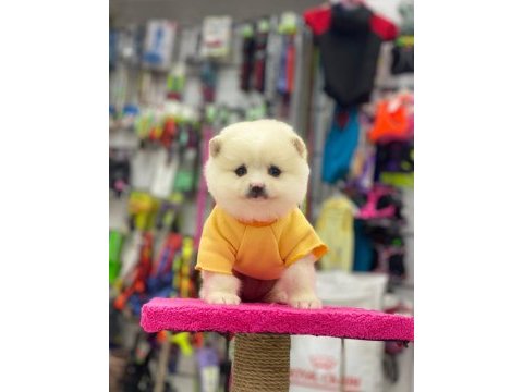 Pomeranian köpeği