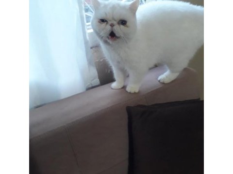 Adı şeker akıllı bir kız yeni sahibini arıyoruz