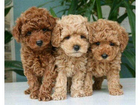 Original korekan toy poodle bebekler
