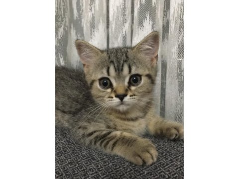 Safkan british longhair dişi yavrusu
