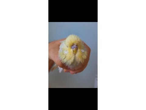 Show jumbo muhabbet kuşu erkek