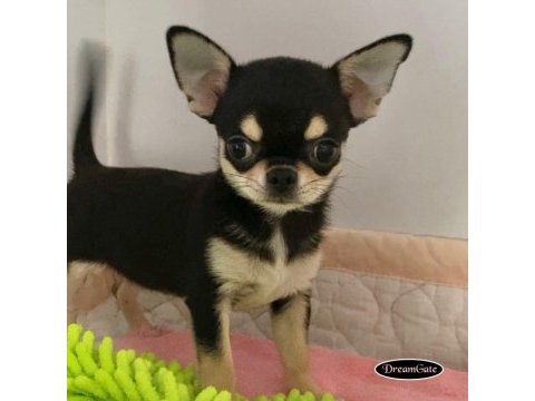 Dünya tatlısı chihuahua yavruları