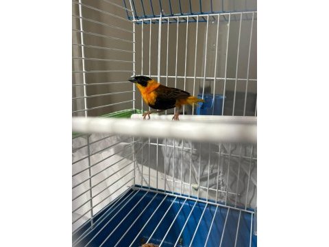 Erkek redbishop kuşumuz