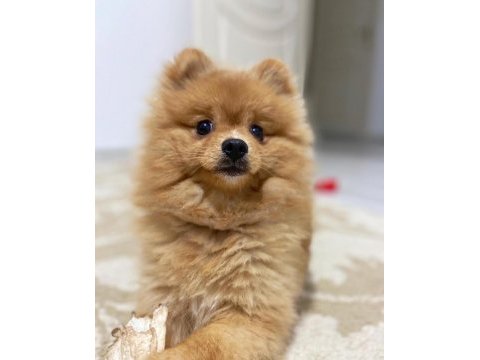 Acil ücretli sahiplendirelecek pomeranian boo