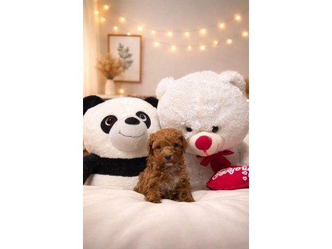 Toy poodle dişi erkek