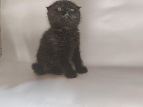 Oyuncu sevimli scottish fold yavrular