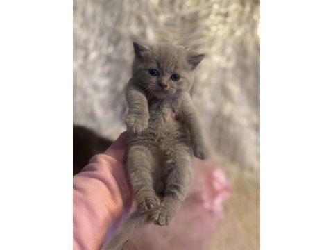 British shorthair yavru