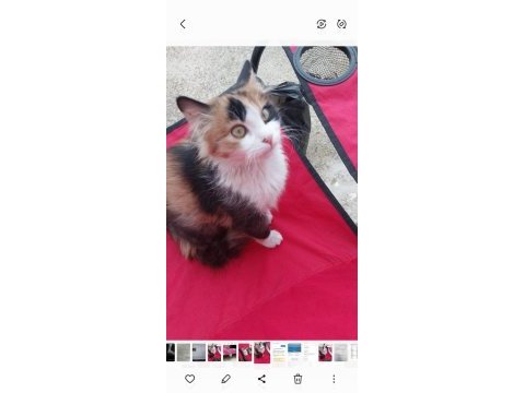 Perican kızımız ömürlük yuvasını arıyor