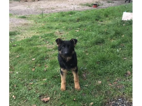 4 aylık safkan erkek alman çoban köpeği