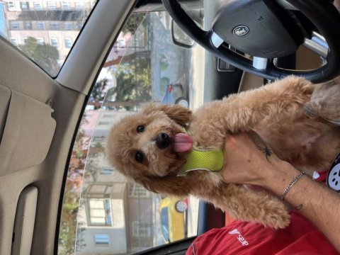 Güzel poodle oğluma yuva arıyorum