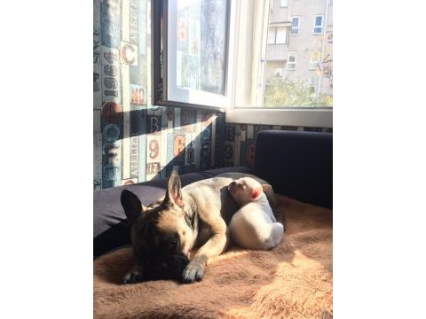 2.5 aylık erkek french bulldog