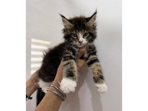 Küçük bir dev dişi maine coon