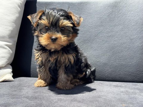 Wc eğitimli  tea cup yorkshire terrier 