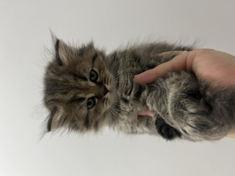 2 aylık british longhair kedisi
