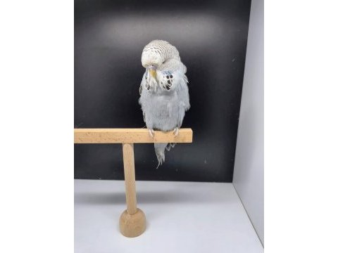 Show jumbo yavru dişi muhabbet kuşu