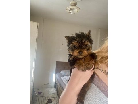 2,5 aylık dişi anne baba teacup yorki