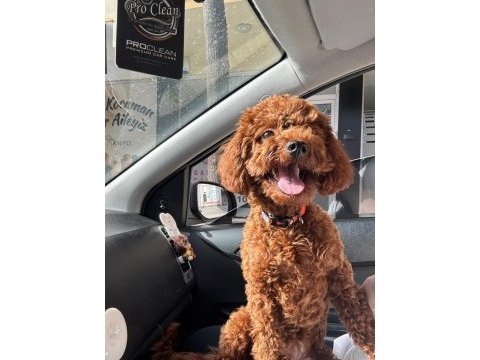 Toy poodle 8 aylık dişi