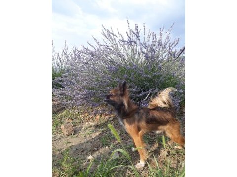 Eş arıyoruz erkek uzun tüylü chihuahua