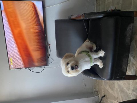 Maltese terrier köpeği