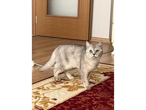 Kedimizin ömürlük yuvaya ihtiyacı var