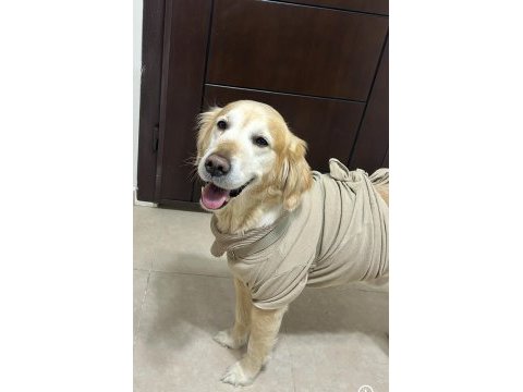 Ücretsiz takip şartlı golden retriever