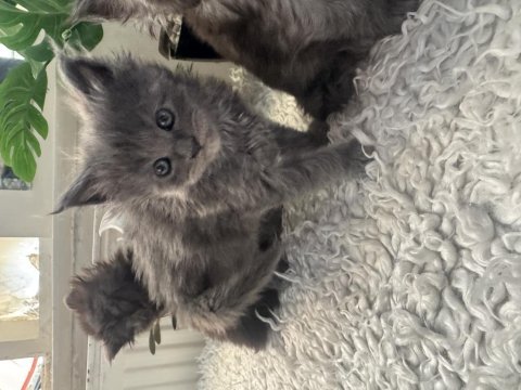 Orjinal maine coon yavrular