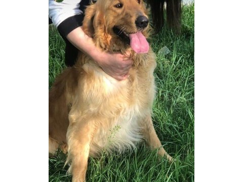 Oyuncu golden retriever dişi