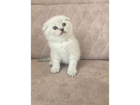 Silver scottish fold bebeğim