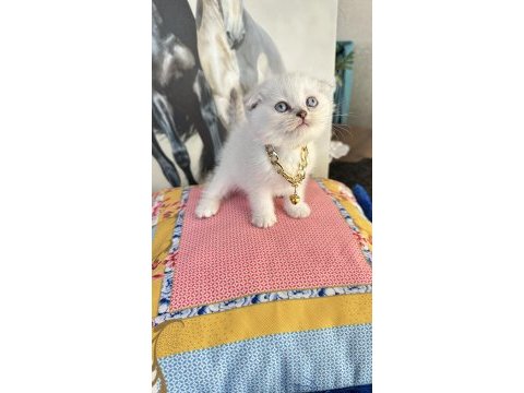 Safkan british shorthair ve scottish fold kediler