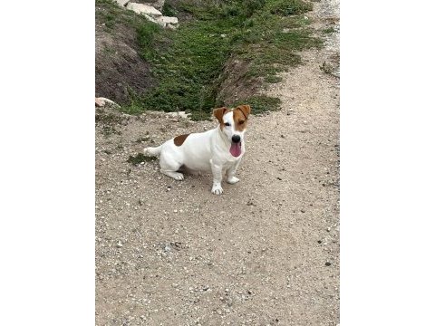 Safkan erkek ve dişi jack russell köpekler