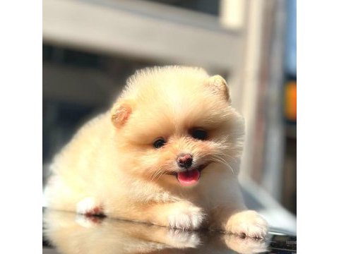 Ayı surat pomeranian boo
