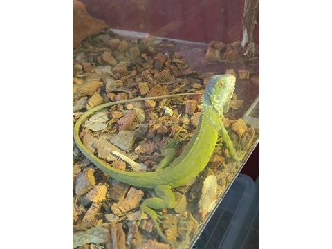 Lime iguana