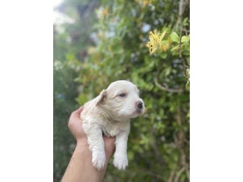 Kar beyaz maltese bebekler