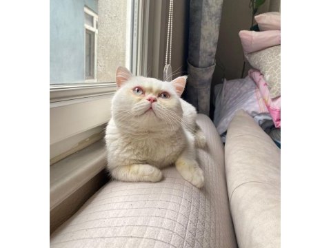 Erkek british shorthair kedimiz