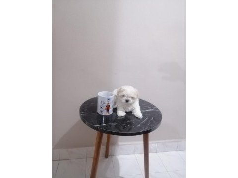 Kore kan 2 aylık erkek köpeğimiz