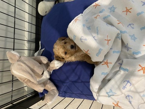 Zeka küpü toy poodle 2 aylık erkek veteriner kayıtlı