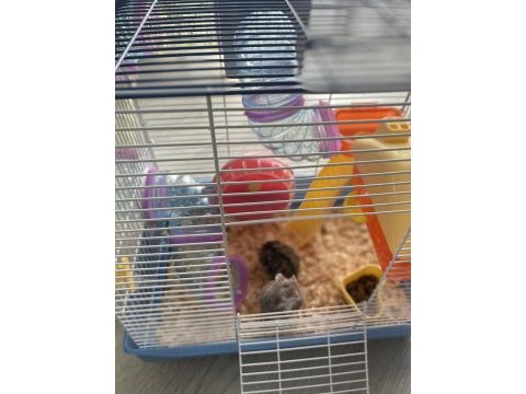 7 aylık gonzales anne baba ve 4 yavru hamster