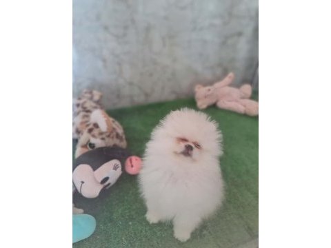 Minik panda pomeranian dişiler