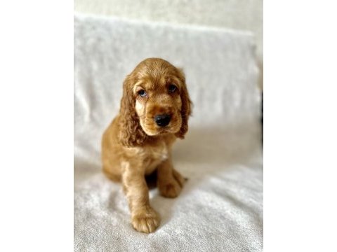 American cocker