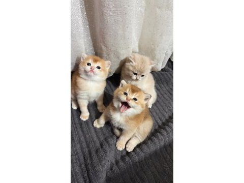 Ny11 ve ay11 safkan british shorthair golden bebekler