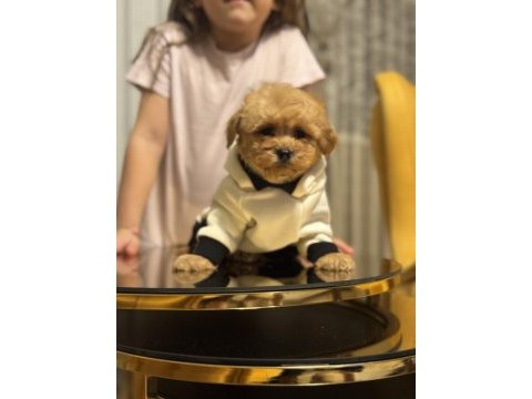 Türkiyenin en güzel maltipoo bebekleri
