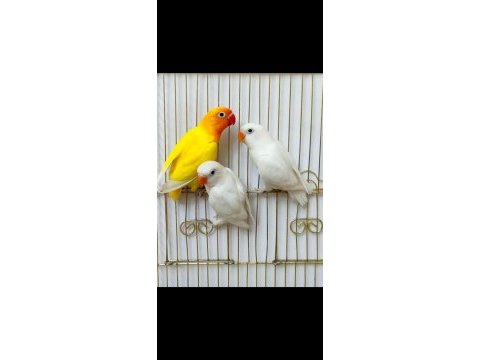 Lutino albino cennet papağanı