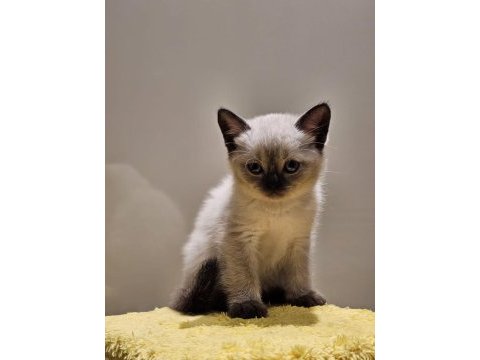 Scottish blue point anne, british golden & silver baba