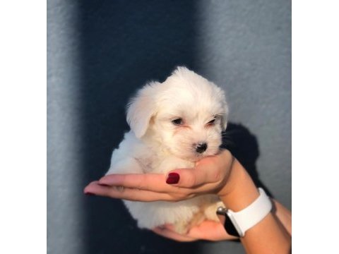 Maltese terrıer yavrular