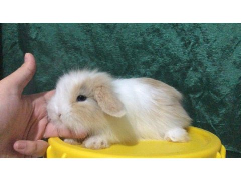 Aşıları tam hollanda lop ve cüce tavşanlarım