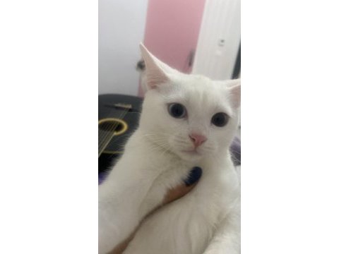 Mükemmel renkli gözlü british shorthair